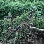 Package Birding 7 Days âBird Watchingâ â Guided tour and outdoor activity