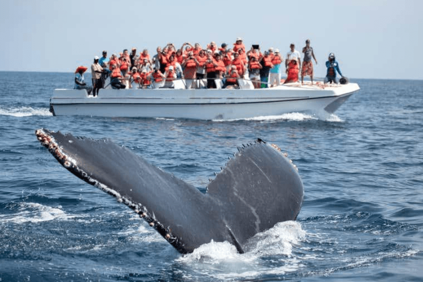 When Is Whale-Watching Season in Samaná? (2027)