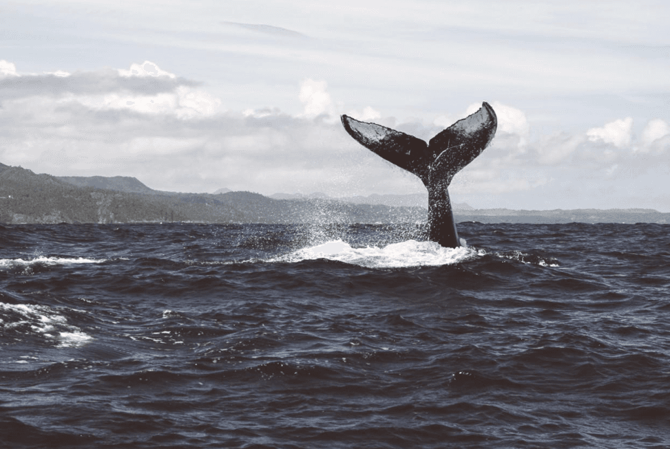 Is Samaná Whale Watching Worth It? 2027 Visitor Guide