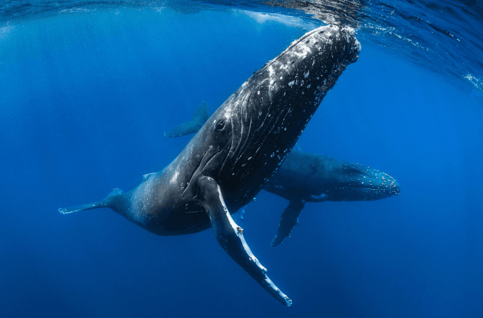 How Scientists Identify Individual Singing Humpback Whales