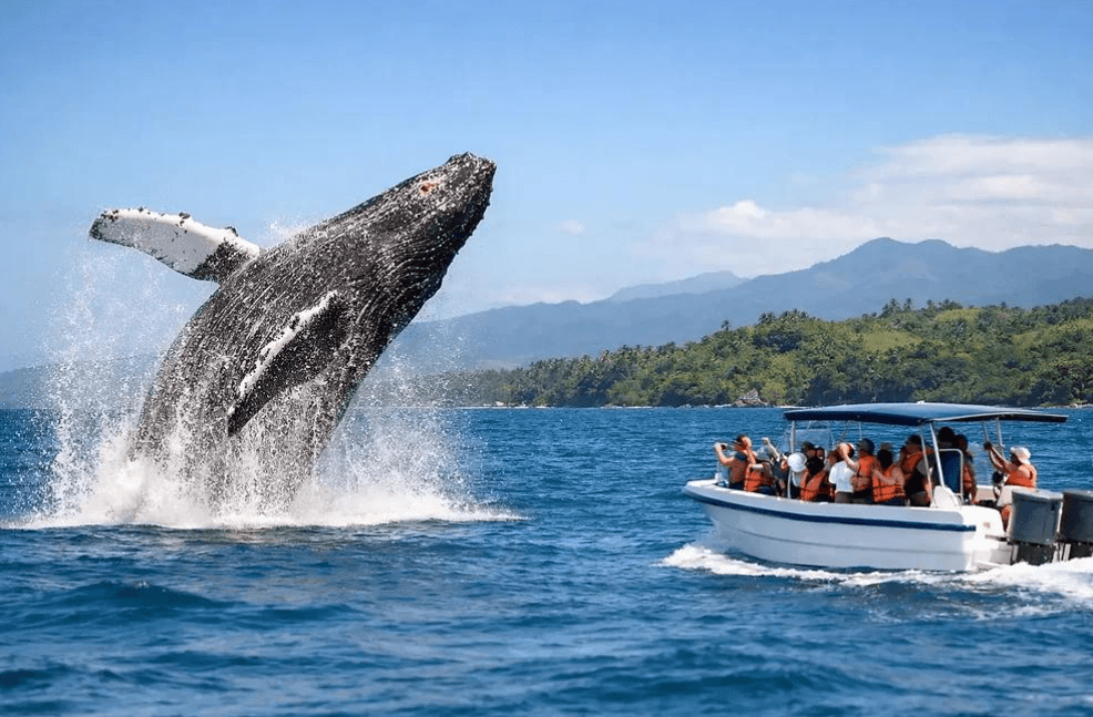 Samaná Whale Watching 2027: Complete Travel Guide