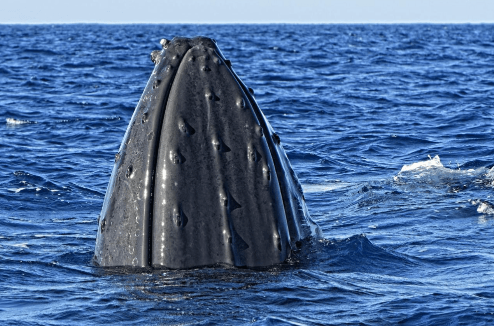 Why Do Humpback Whales Sometimes Open Their Mouths?