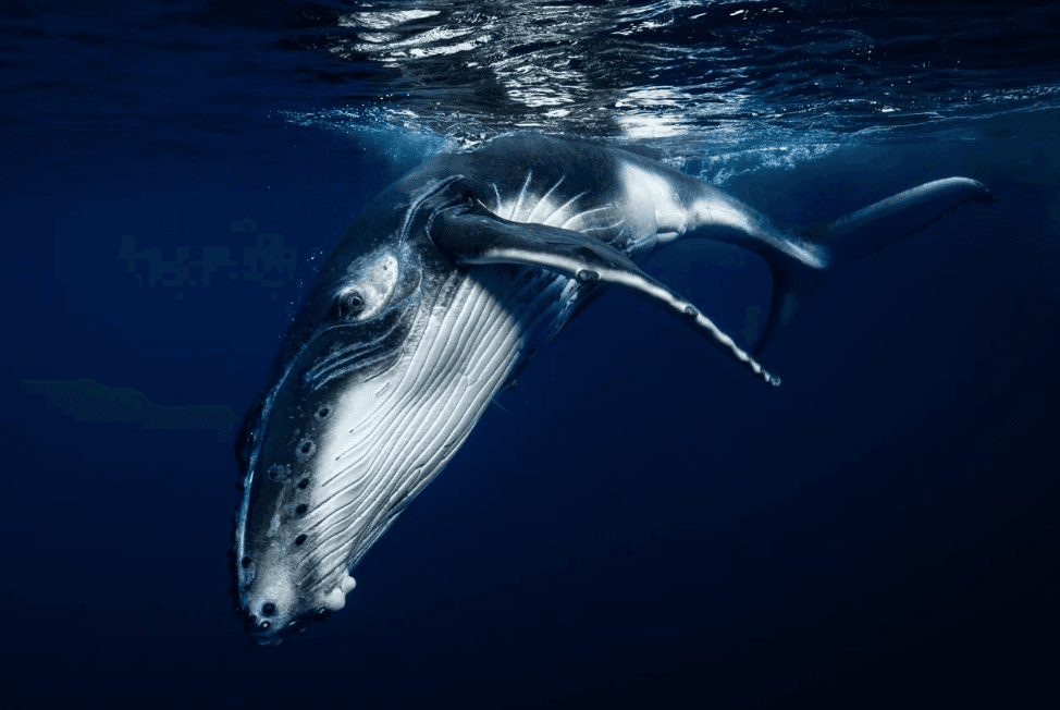 Why Humpback Whales Surface in Unexpected Places