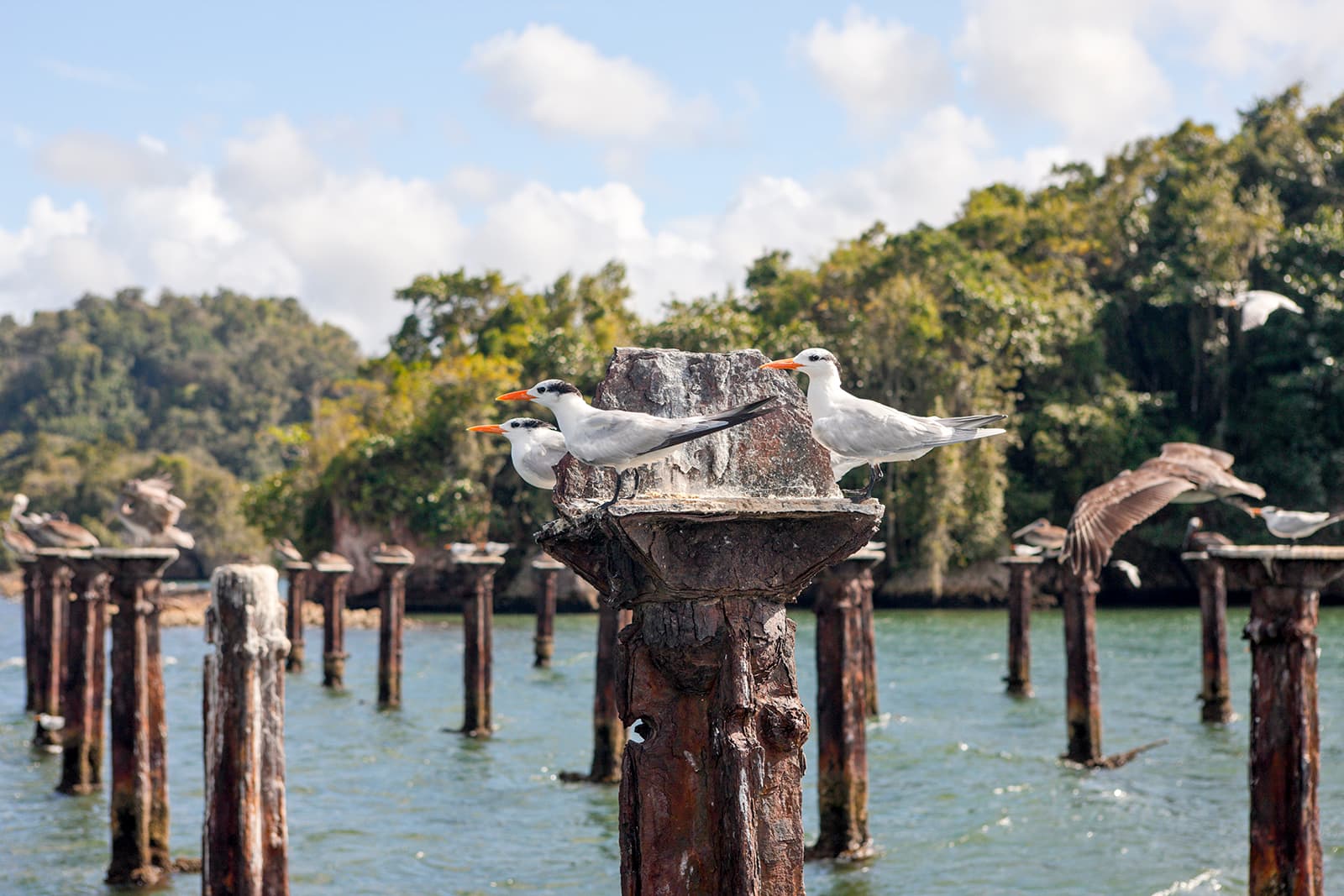 Airbnb Sabana de la mar + Kayaking Tour Los Haitises — Guided tour and outdoor activity