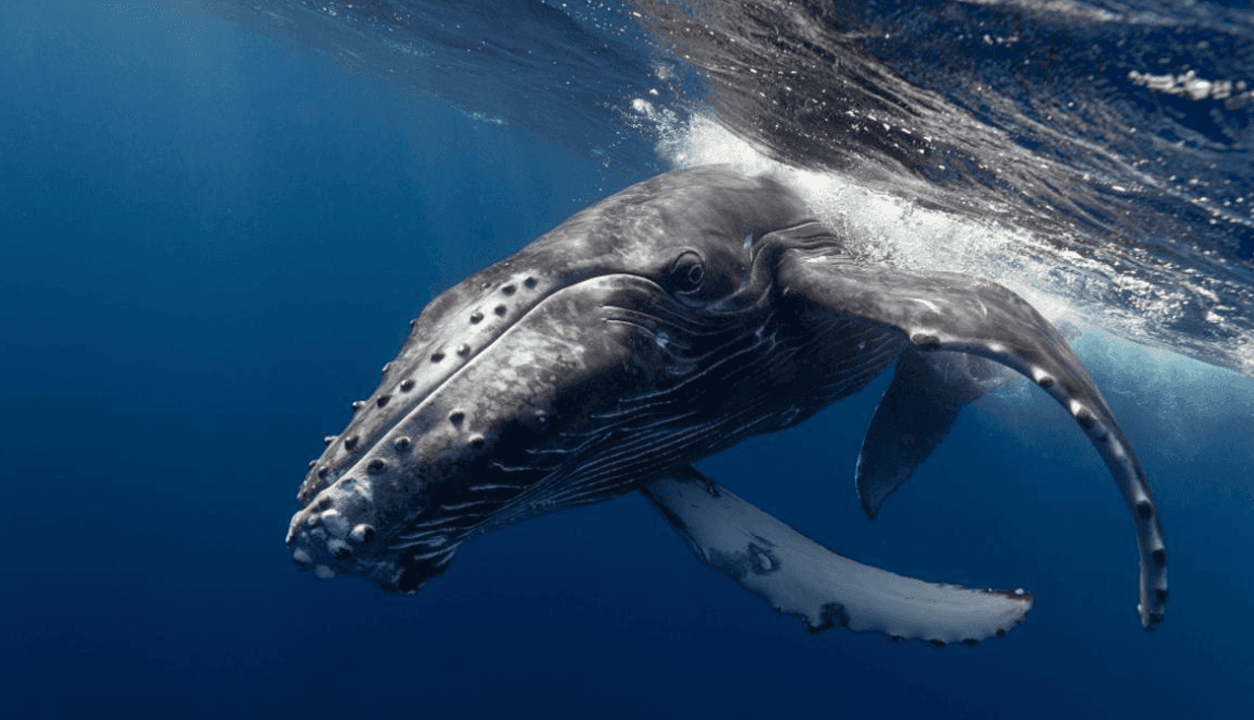 How Scientists Measure Humpback Whale Song Complexity