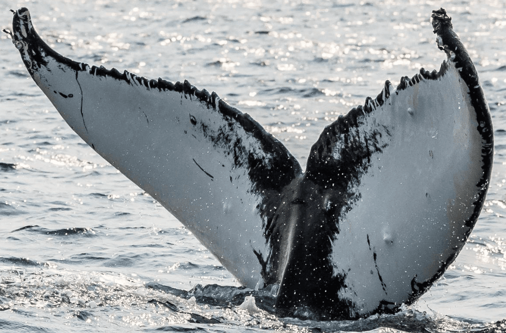 How to Choose a Responsible Whale-Watching Tour in Samaná