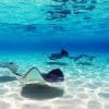 Four Adventures: Parasailing, Snorkeling Cruise, Sharks & Rays in Natural Pools from Punta Cana - Image 19