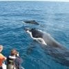 Half Day Whale Watching Samaná in Catamaran-Morning - Image 12