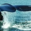 Whale Watching 2022 in Punta Cana/Cap Cana to Samana Bay + Cayo Levantado (Bacardi Island) from Hotels. - 이미지 12