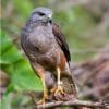 Birdwatching in Los Haitises National Park - Imagen 3