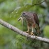 Birdwatching in Los Haitises National Park - Imagen 7