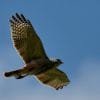 Birdwatching in Los Haitises National Park - Imagen 2