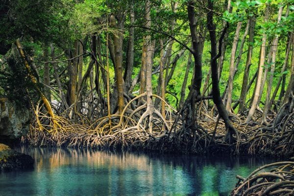 Los Haitises National Park Tour from Las Terrenas, Samana. Half Day Trip. Lunch at Cano Hondo.