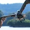 Los Haitises Excursión en Kayak 2 horas - Imagen 17