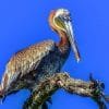 Ridgway's Hawk Tour - Bird watching Los Haitises  National Park Excursion - Image 15