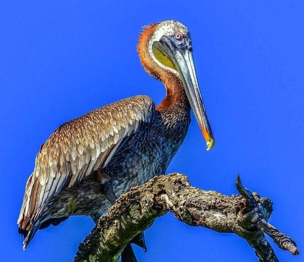 Birdwatching in Los Haitises National Park