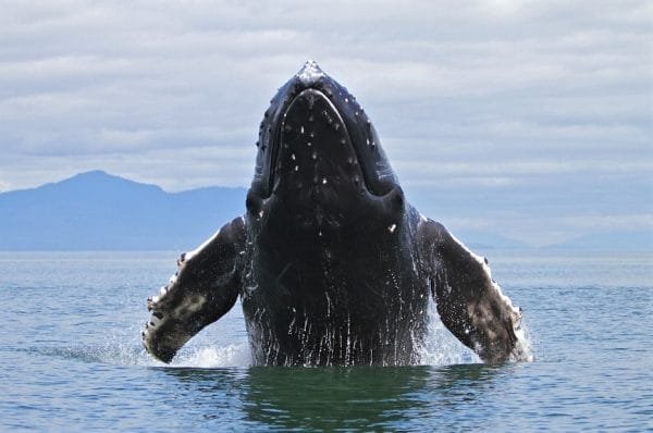 Samaná Whale Watching + Cayo Levantado (Bacardi Island).