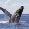 Samana Cayo Levantado (Bacardi Island) and Whale Watching from Miches in Catamaran - Image 3