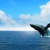 Samana Cayo Levantado (Bacardi Island) and Whale Watching from Miches in Catamaran - obrazek 5