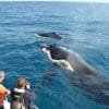 Samaná Whale Watching + Cayo Levantado (Bacardi Island). - Image 4