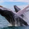 Samaná Whale Watching + Cayo Levantado (Bacardi Island). - Image 6