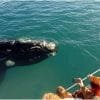 Half Day Whale Watching Samaná in Catamaran-Morning - Image 4