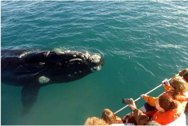 Excursión de Observación Samaná desde los hoteles de Las Terrenas. Medio día para avistamiento de Ballenas.