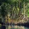 Los Haitises Excursión en Kayak 2 horas - Imagen 13