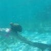 Four Adventures: Parasailing, Snorkeling Cruise, Sharks & Rays in Natural Pools from Punta Cana - Image 13