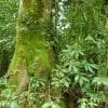 Parque Nacional Los Haitises excursión de Kayak y Senderismo - Imagen 9