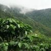 Parque Nacional Los Haitises excursión de Kayak y Senderismo - Imagen 7