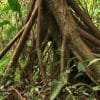 Parque Nacional Los Haitises excursión de Kayak y Senderismo - Imagen 5