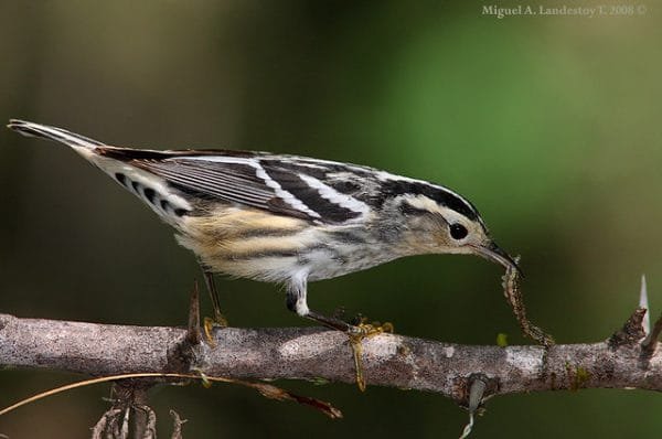 Birdwatching Punta Cana - Birding Tours from Punta Cana to Los Haitises National Park