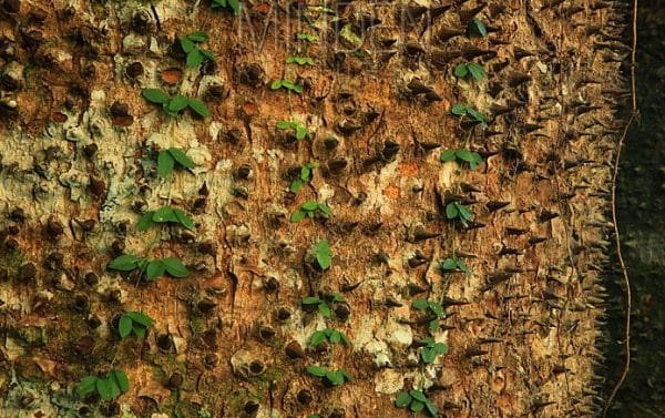 Los Haitises National Park - Hiking 4 Hours Sendero del Bosque Humedo (Moist Forest Trail).