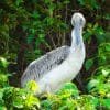 Birdwatching in Los Haitises National Park - Imagen 4