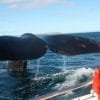 Samaná Whale Watching From Las Terrenas Hotels. Half Day Trip For Whale watching. - Image 14