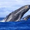Excursión Samaná Ballenas + Cayo Levantado (Bacardi Island) + Cascada El Limón desde los hoteles de Punta Cana - obrazek 7