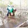 Mangroves Reforestation in Los Haitises With Locals on Kayak - imagine 25