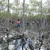 Mangroves Reforestation in Los Haitises With Locals on Kayak - imagine 24