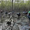 Mangroves Reforestation in Los Haitises With Locals on Kayak - imagine 29