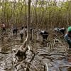 Mangroves Reforestation in Los Haitises With Locals on Kayak - imagine 23