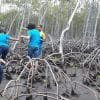 Mangroves Reforestation in Los Haitises With Locals on Kayak - imagine 32