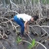 Mangroves Reforestation in Los Haitises With Locals on Kayak - imagine 33