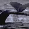 Punta Cana / Cap Cana: Excursion Whale Watching + Cayo Levantado  (Private Tour ) - Image 2