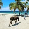 Saona Island Private Tour from La Romana Hotels- La Romana Lobby - Image 7