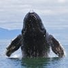 Punta Cana / Cap Cana: Excursion Whale Watching + Cayo Levantado  (Private Tour ) - Image 10