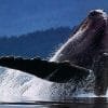 Punta Cana / Cap Cana: Excursion Whale Watching + Cayo Levantado  (Private Tour ) - Image 13