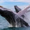 Punta Cana / Cap Cana: Excursion Whale Watching + Cayo Levantado  (Private Tour ) - Image 6