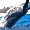 Punta Cana / Cap Cana: Excursion Whale Watching + Cayo Levantado  (Private Tour ) - Image 8