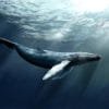 Punta Cana / Cap Cana: Excursion Whale Watching + Cayo Levantado  (Private Tour ) - Image 12